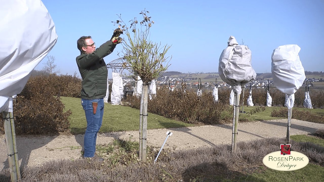 Rosenschnitt im Frühjahr - Stammrosen