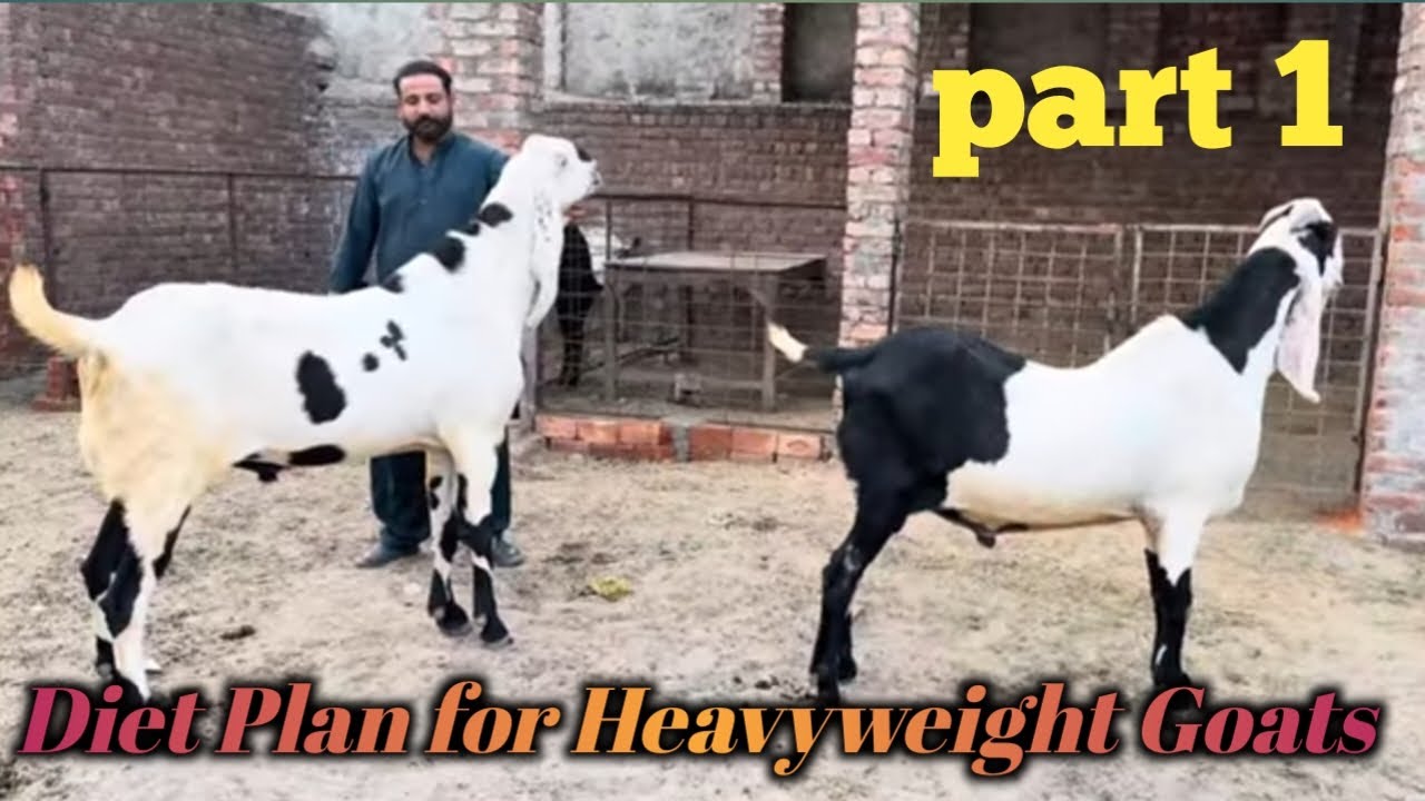 Amir dogar ne bakron ko heavyweight karne ka tariqa bta diya