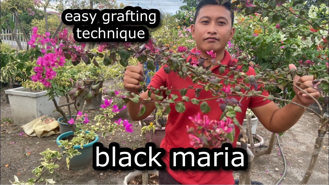 easy grafting technique - black maria bougainvillea