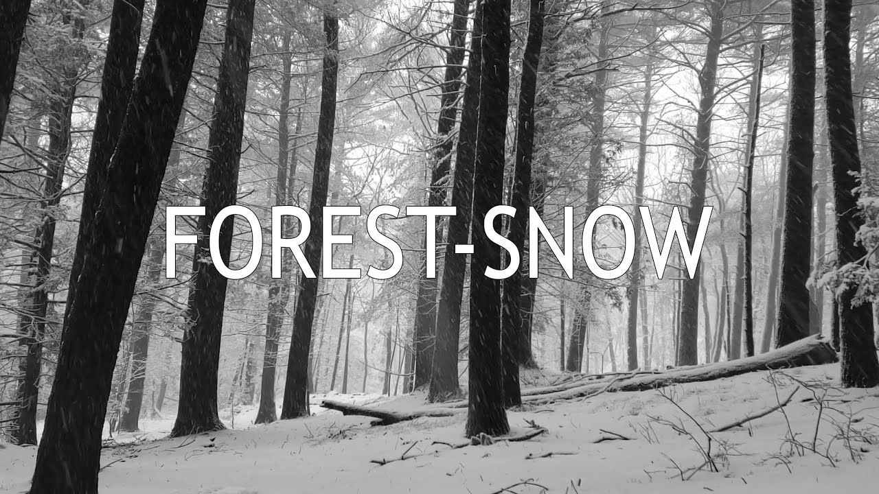 DJI Mini 2: Forest-Snow