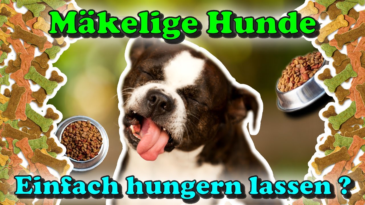 Mäkeliger Hund frisst nicht: Hilft 