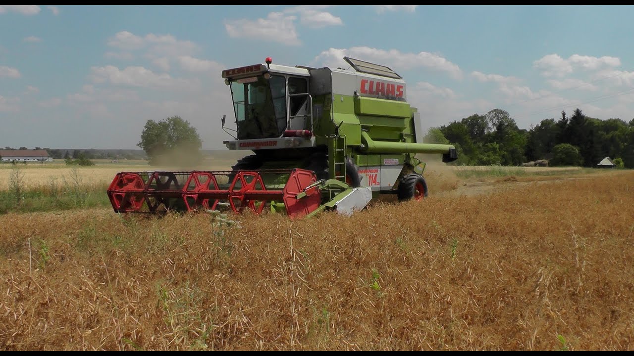 Koszenie grochu || Claas Commandor 114CS || Lubelskie