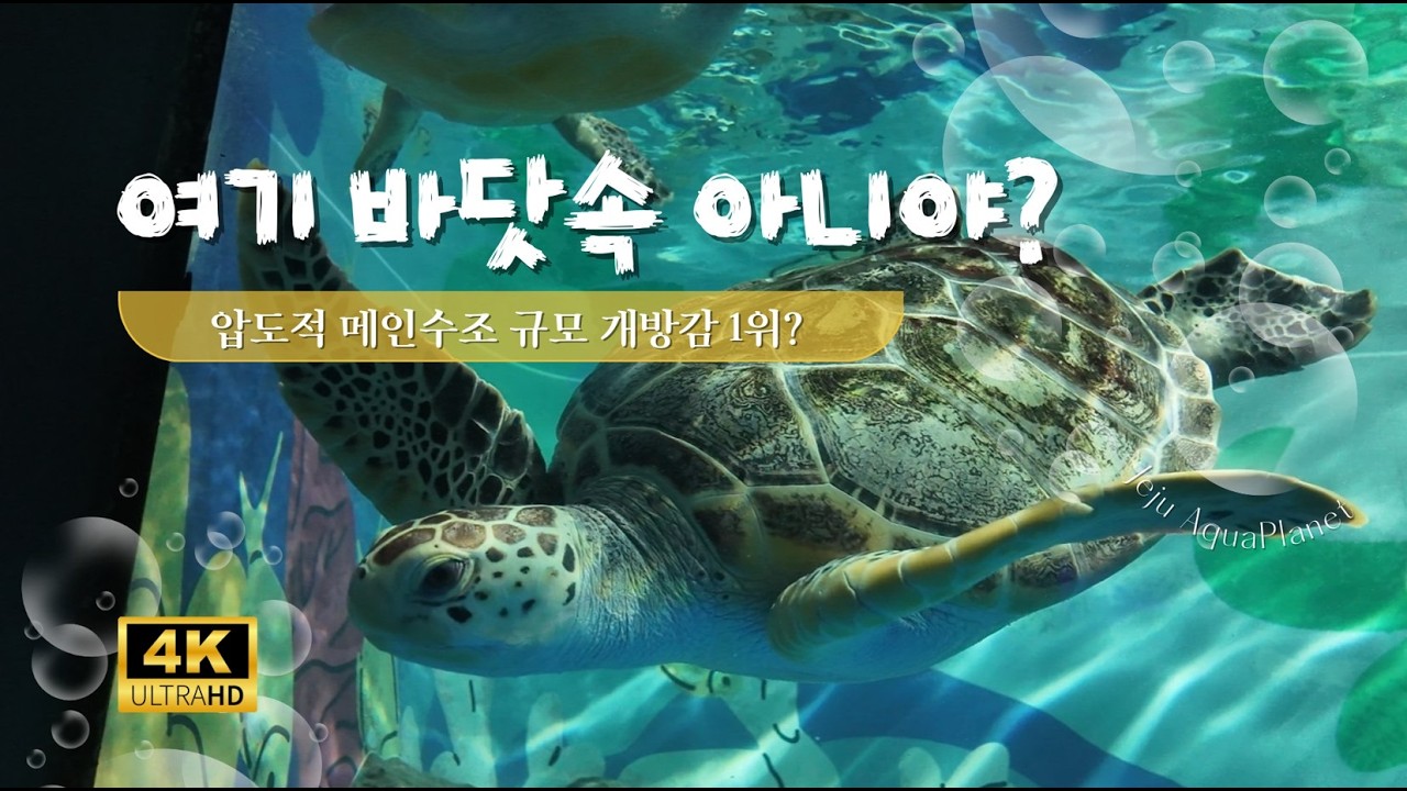 [4K] 국내 아쿠아리움 중 개방감 1위? 바다를 통째로 옮겨놓은 듯한 메인수조 규모에 압도적 풍경 🌊 #아쿠아플라넷제주