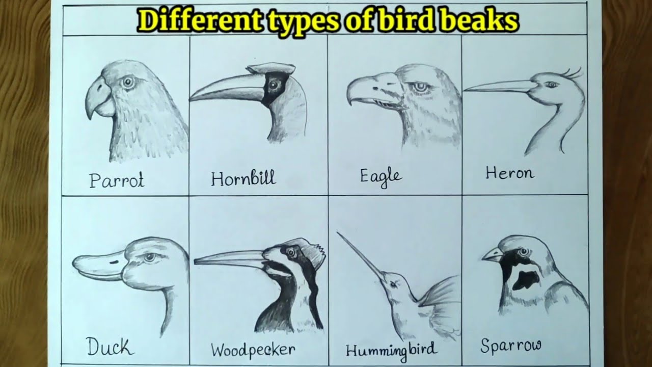 Different types of beaks of birds drawing/How to draw bird beaks step by step so easy.