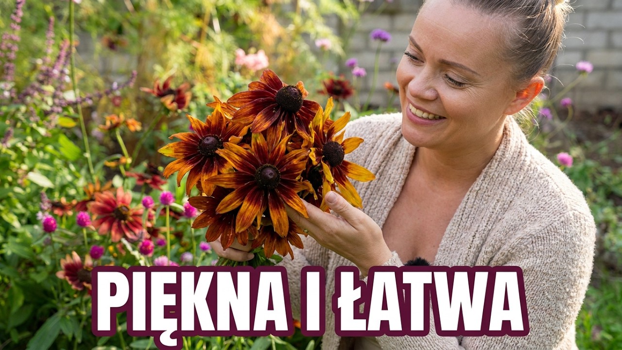 RUDBEKIA hirta uprawa pielęgnacja wysiew / Rudbekia owłosiona dwubarwna / MrsGarden