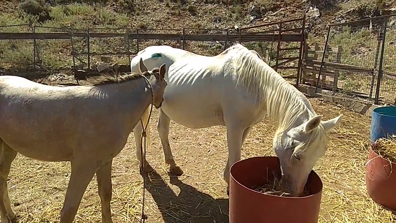 Lipizzan mare lipizaner x arab breed colt