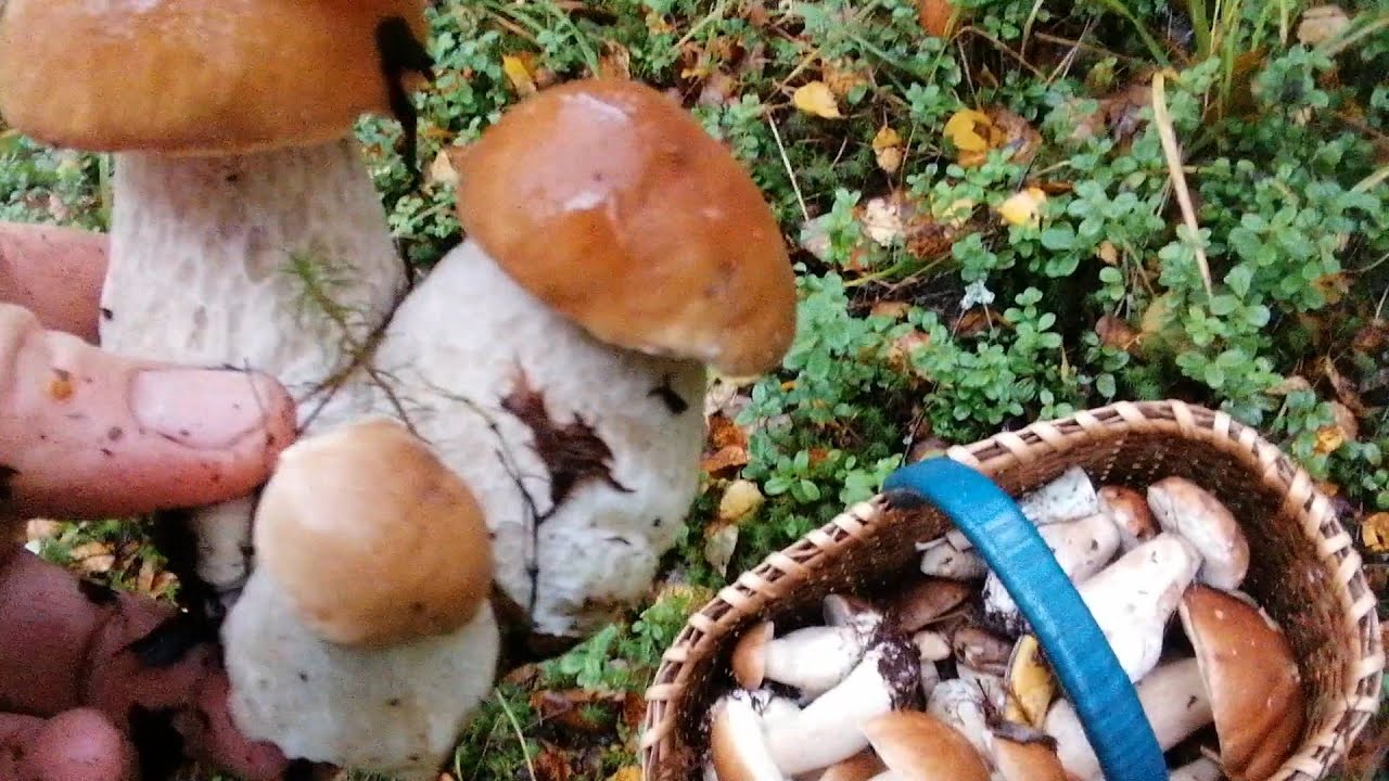 Белых всё больше и больше !