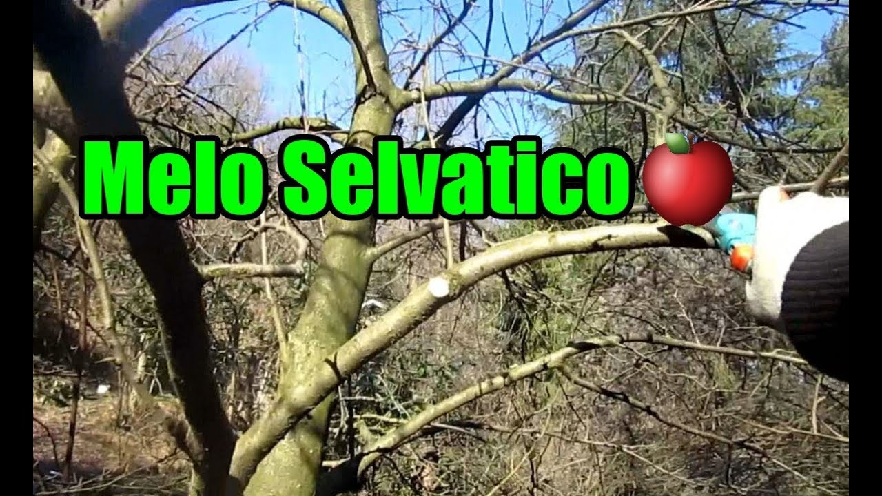 Potatura Melo Selvatico #5