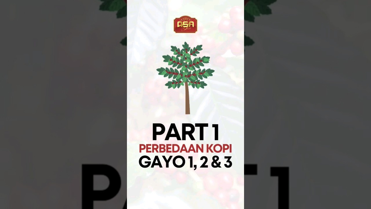 Varietas Unggul Kopi Arabika Gayo 1 (Timtim) part 2 ada di bio! #shorts #kopi #kopisistempagar