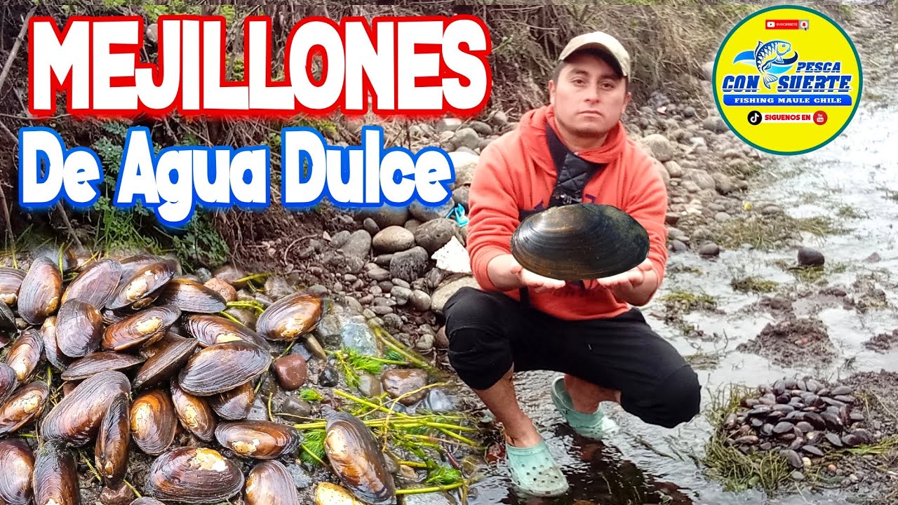 Buscando Mejillones De Agua Dulce