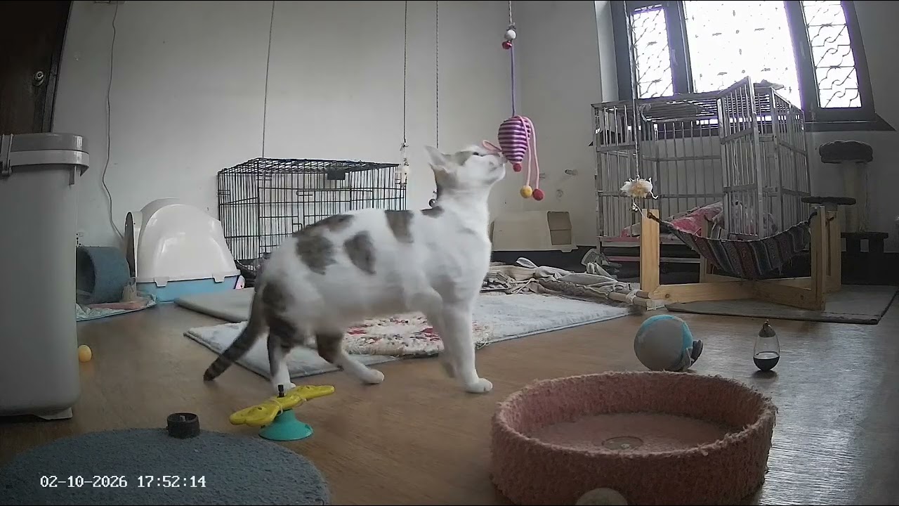 Highlights from the Special Needs Kitten Room ( 11 th Feb , 2026 .evening ) #catsofyoutube  🐈‍⬛😸😺 
