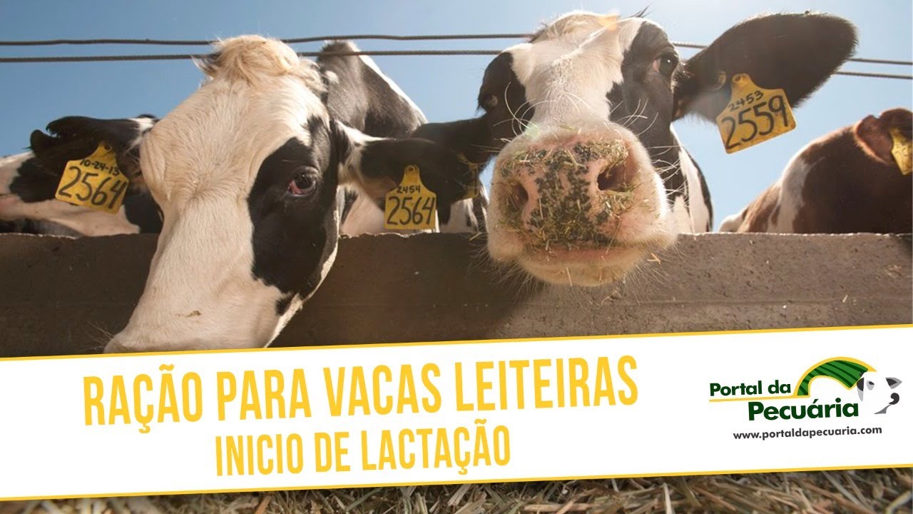 Ração para vacas leiteiras em inicio de lactação