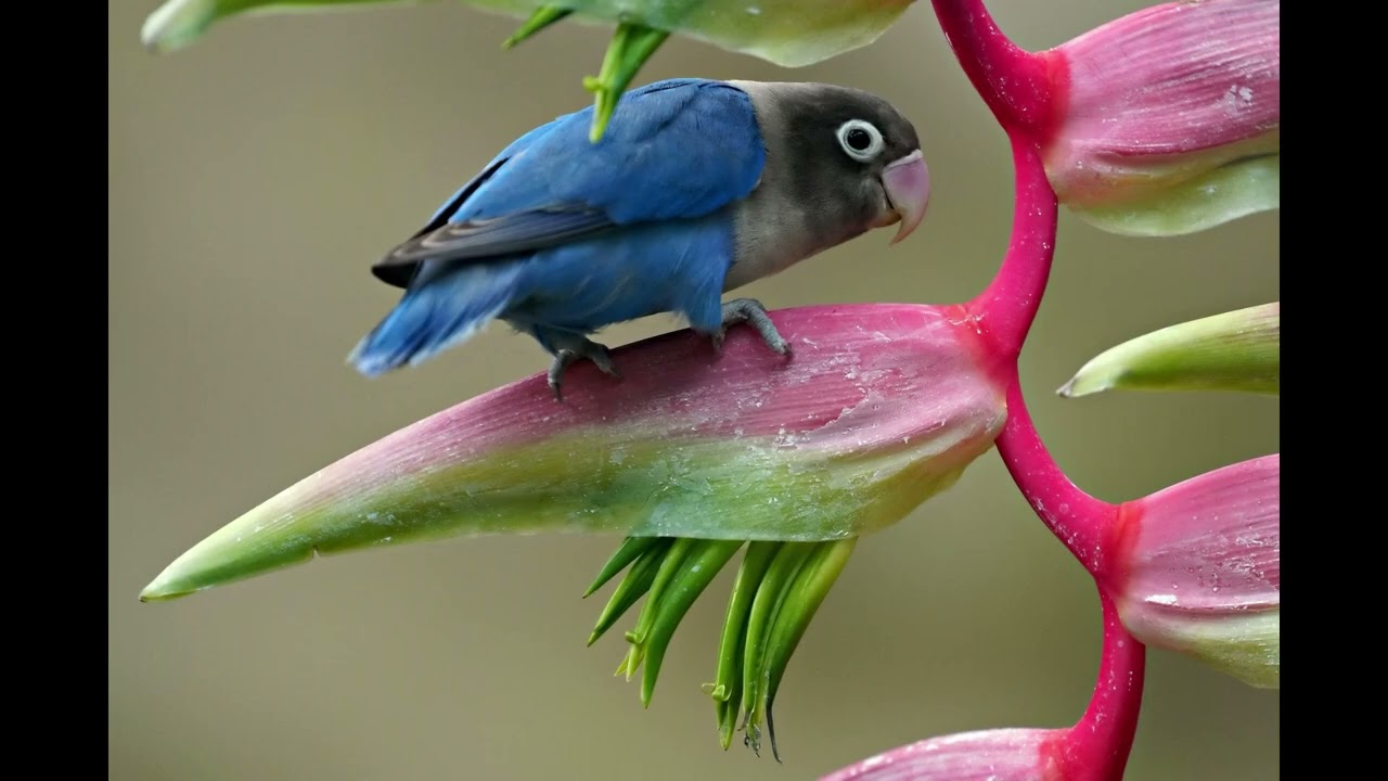 ”Life is beatiful”music and video by Gigi Cimpeanu