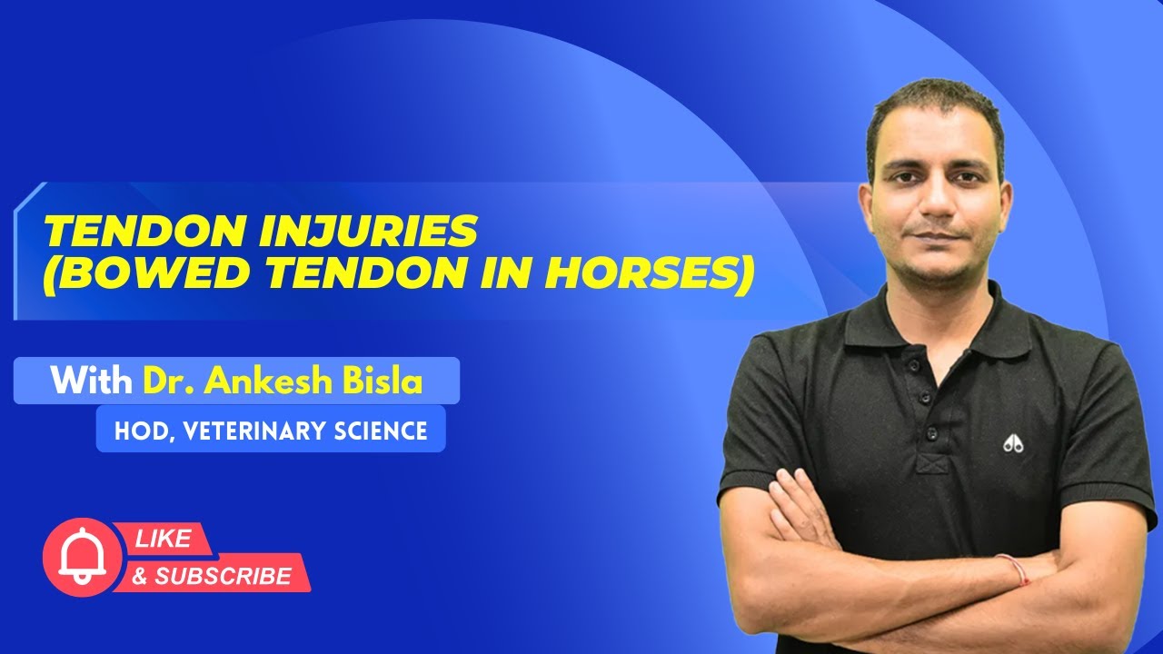 Tendon Injuries (Bowed Tendon in Horses) | By Dr. Ankesh Bisla | Wise IAS