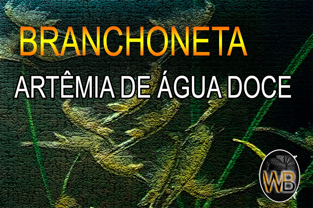 COMO ECLODIR CISTO DE BRANCHONETA (CRIADOR 16)