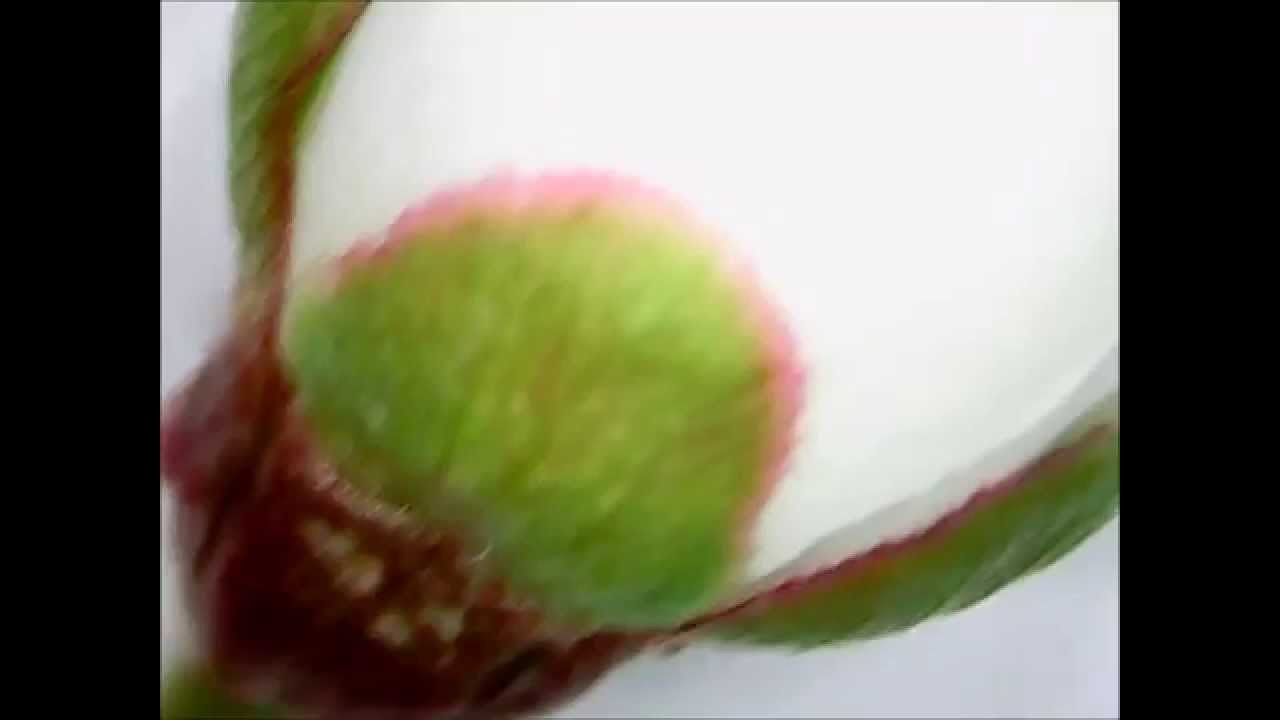 Flower Tree Bud Under a Microscope (Beautiful!)