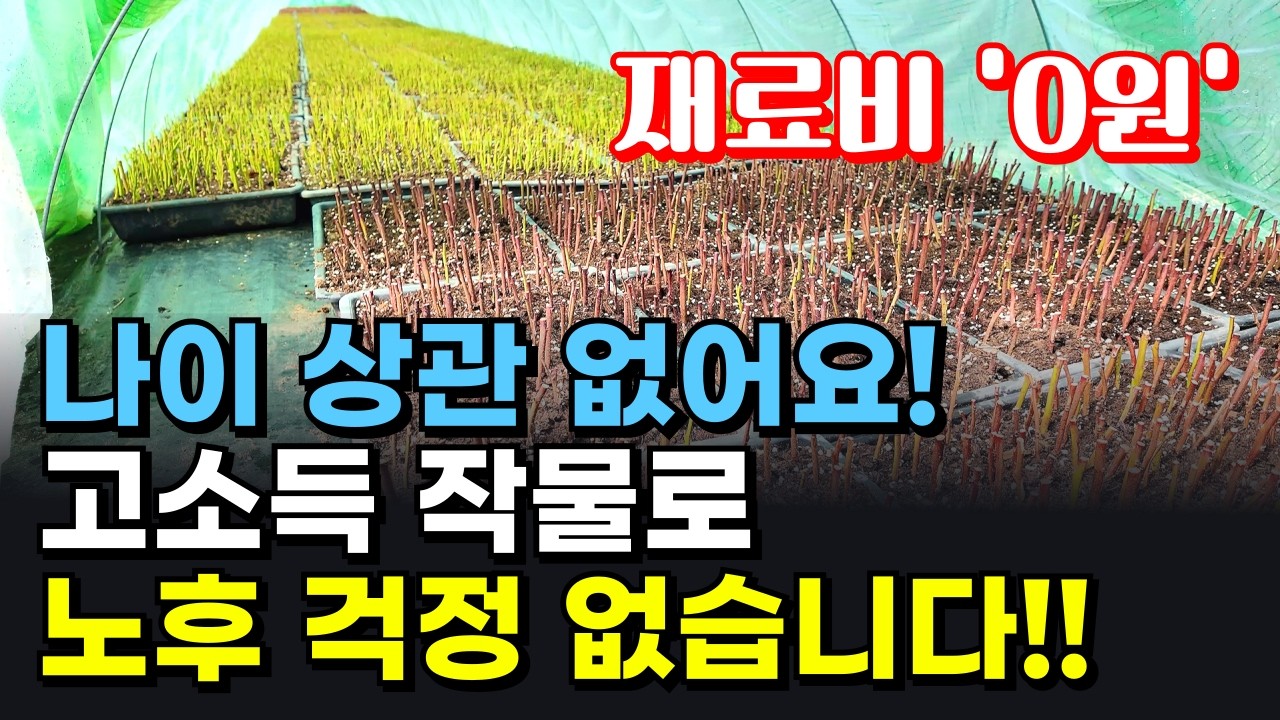 재료비 0원? 고소득 작물로 노후 걱정 없습니다! 은퇴 후 '2도 5촌' 시작!! 제발 그냥 다 받아가세요!