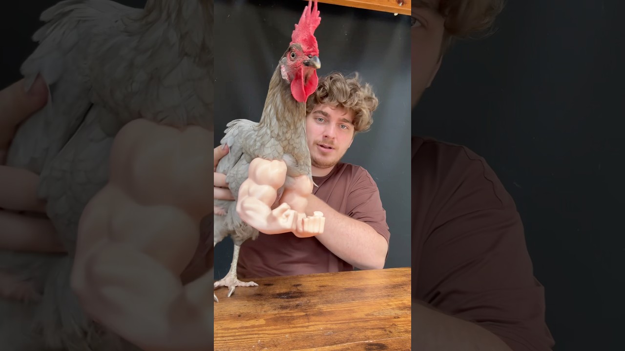 CETTE POULE EST LA PLUS MUSCL&Eacute; AU MONDE