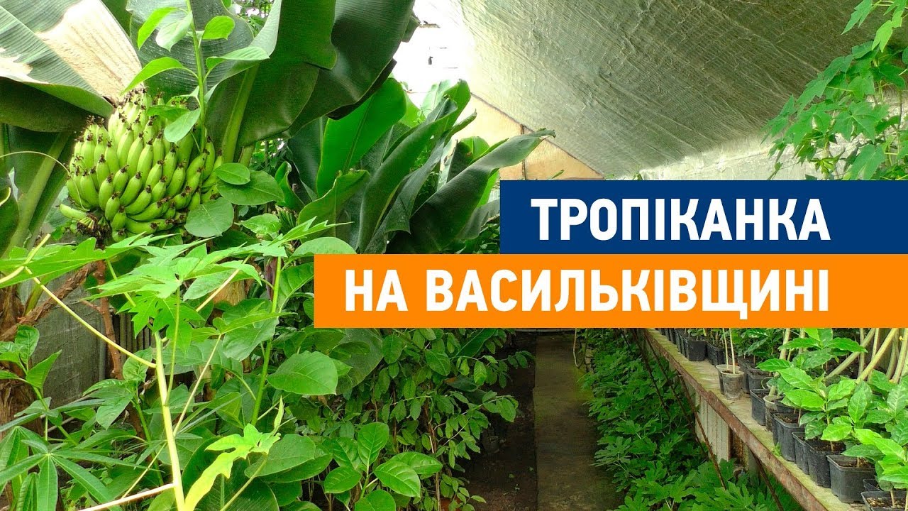 Тропіканка на Васильківщині