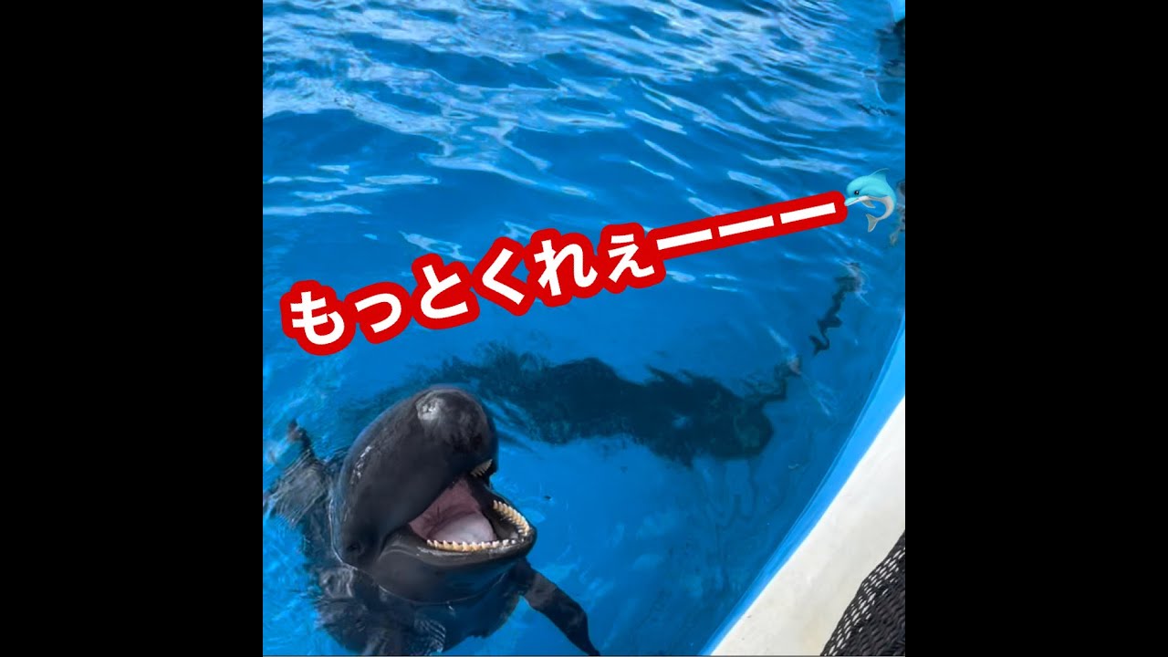 こーき in沖縄　その5　オキちゃん劇場（イルカショー）とイルカに餌あげたよの巻