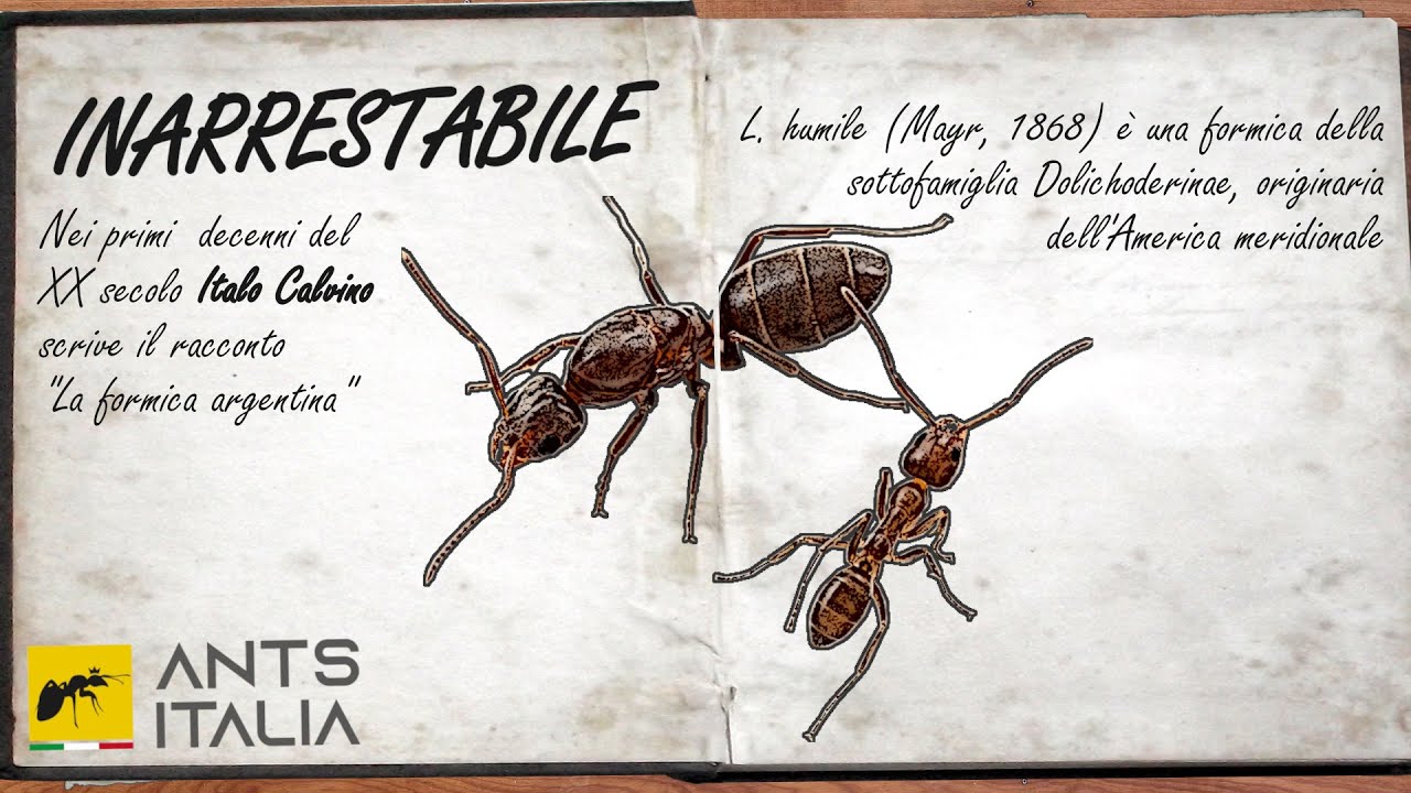 INARRESTABILE - Linepithema humile, la Formica Argentina [Parte 2]