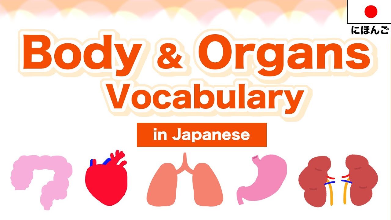 Body & Organs Vocabulary in Japanese🇯🇵 Heart,