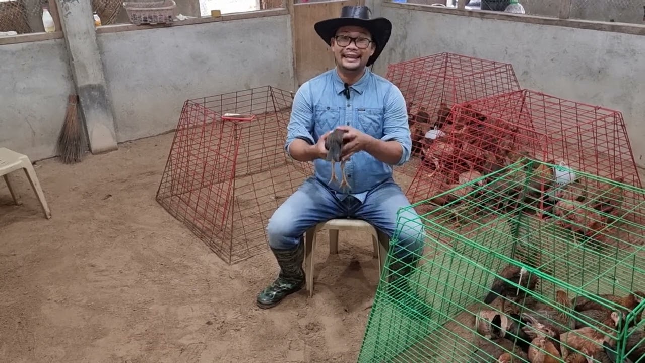 Bakit importante ang culling sa breeding?