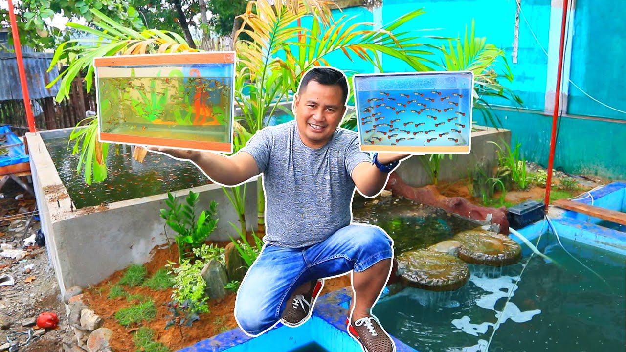 My NEW STRAIN of EXOTIC GUPPY fish