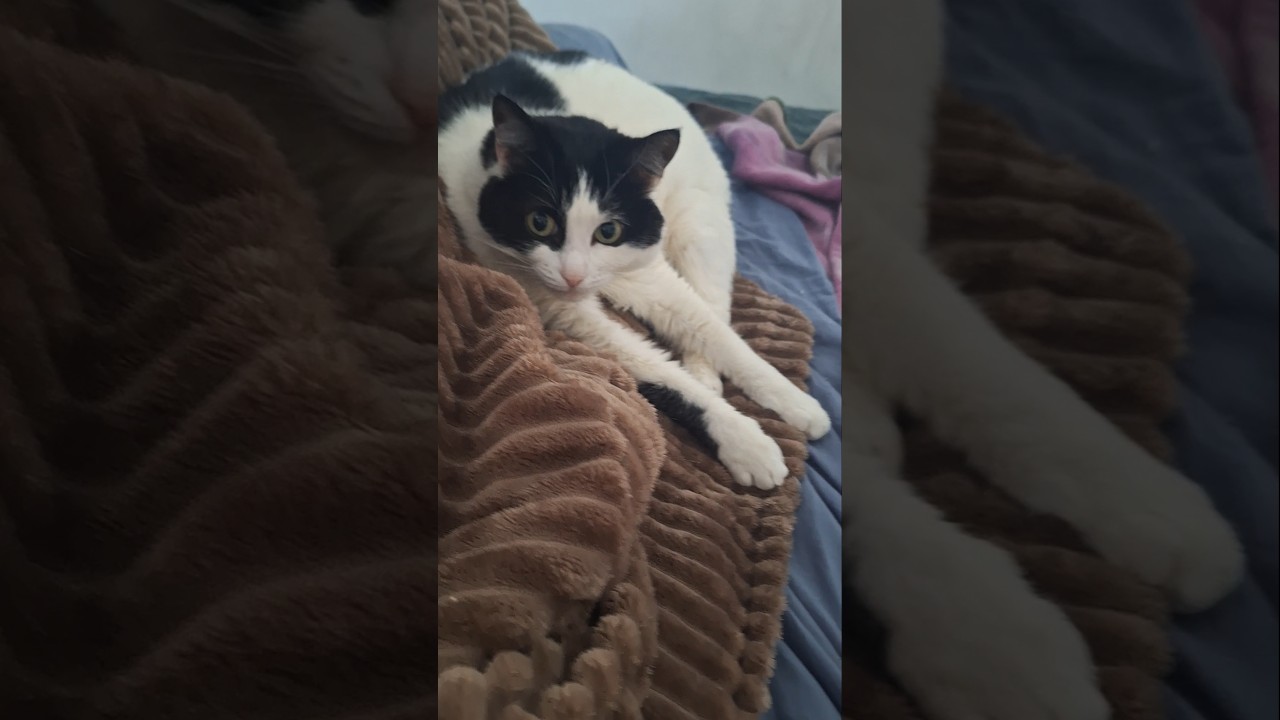 #cute #шамзин #cat #carlthecat #love #захаровна #cats #funny #pets #catvideos #fun #catshorts #kitty