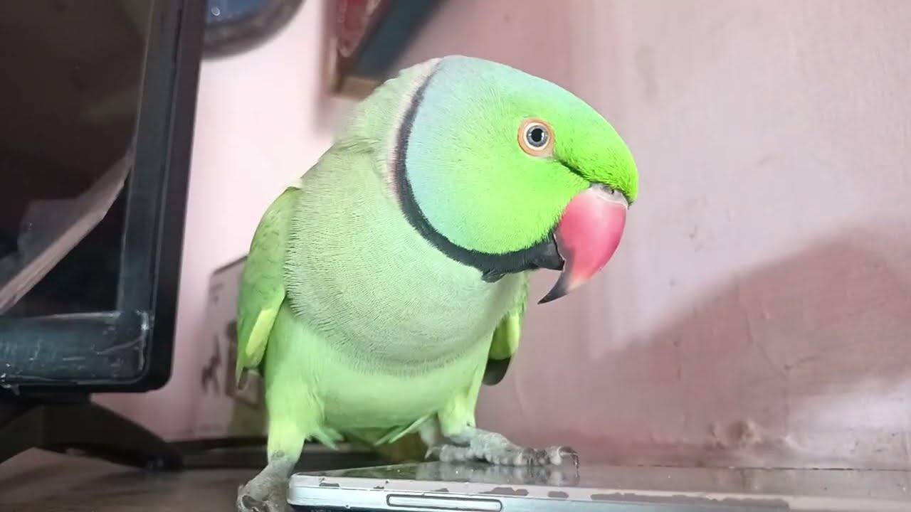 Mummy bolne wala tota _mitthu mitthu me tota