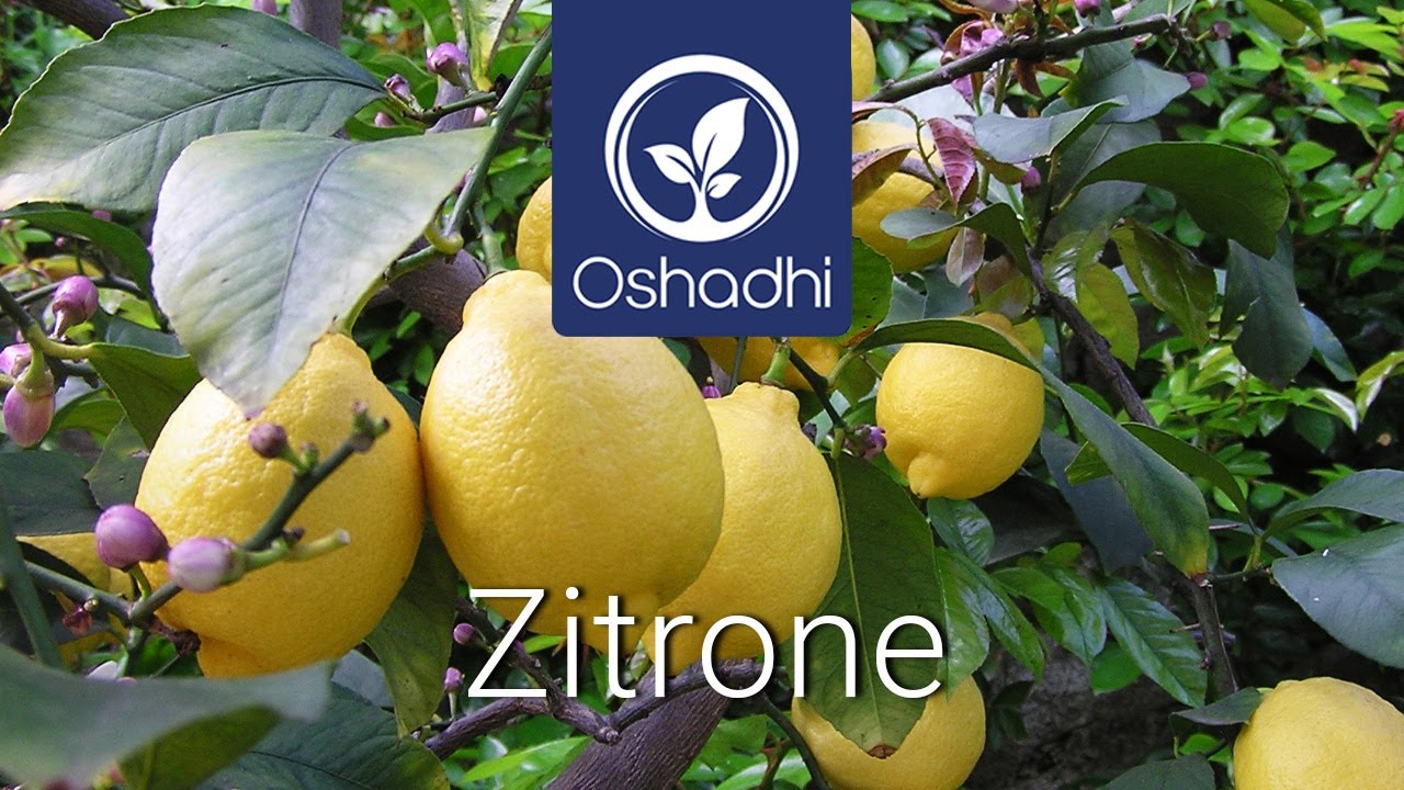 Zitrone | OSHADHI Pflanzenporträt von Dr. Malte Hozzel