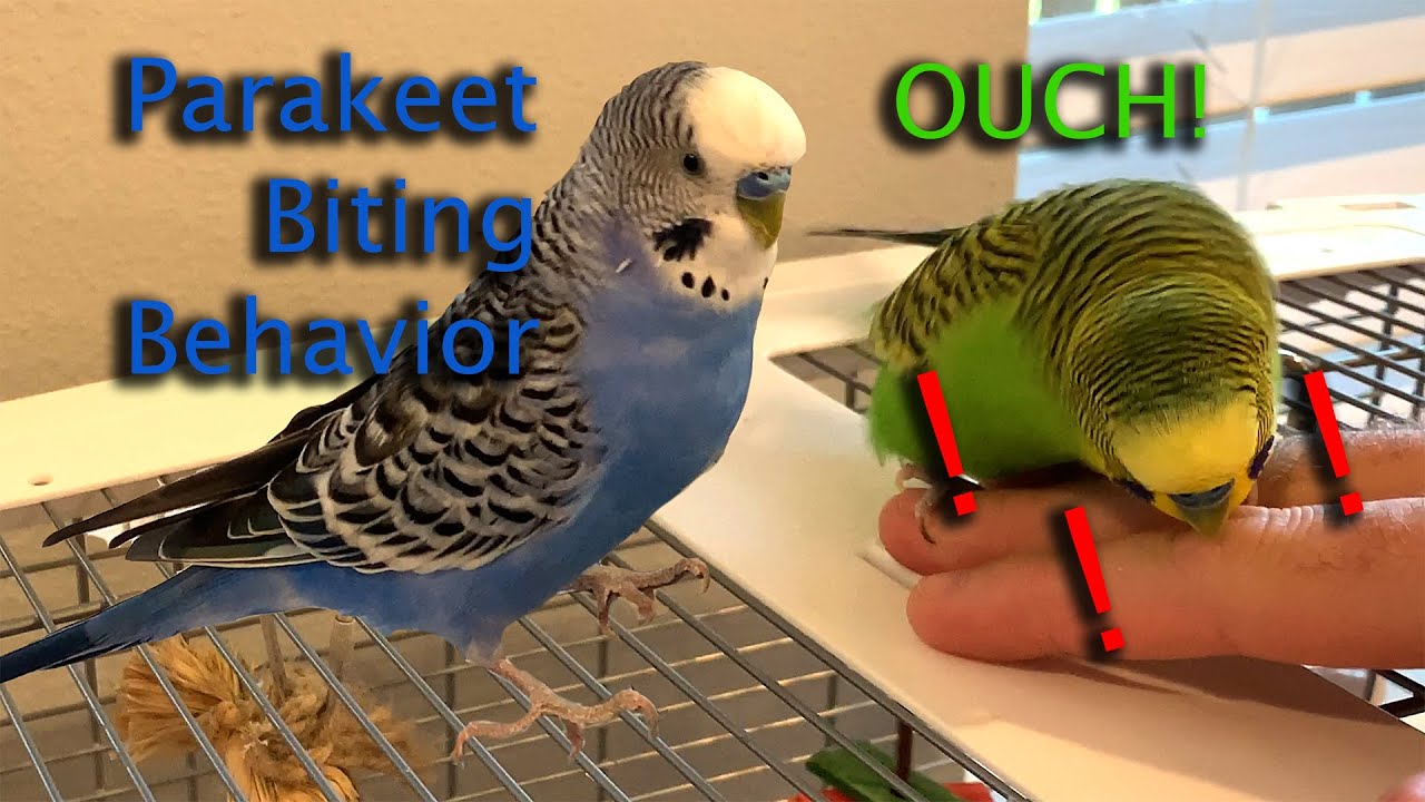 What it's like being bitten by a talking parakeet