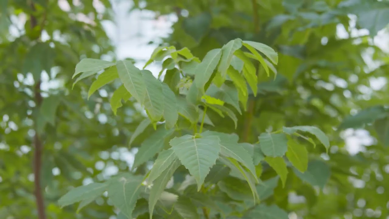 2022 Oklahoma Proven Collector: Mexican Buckeye