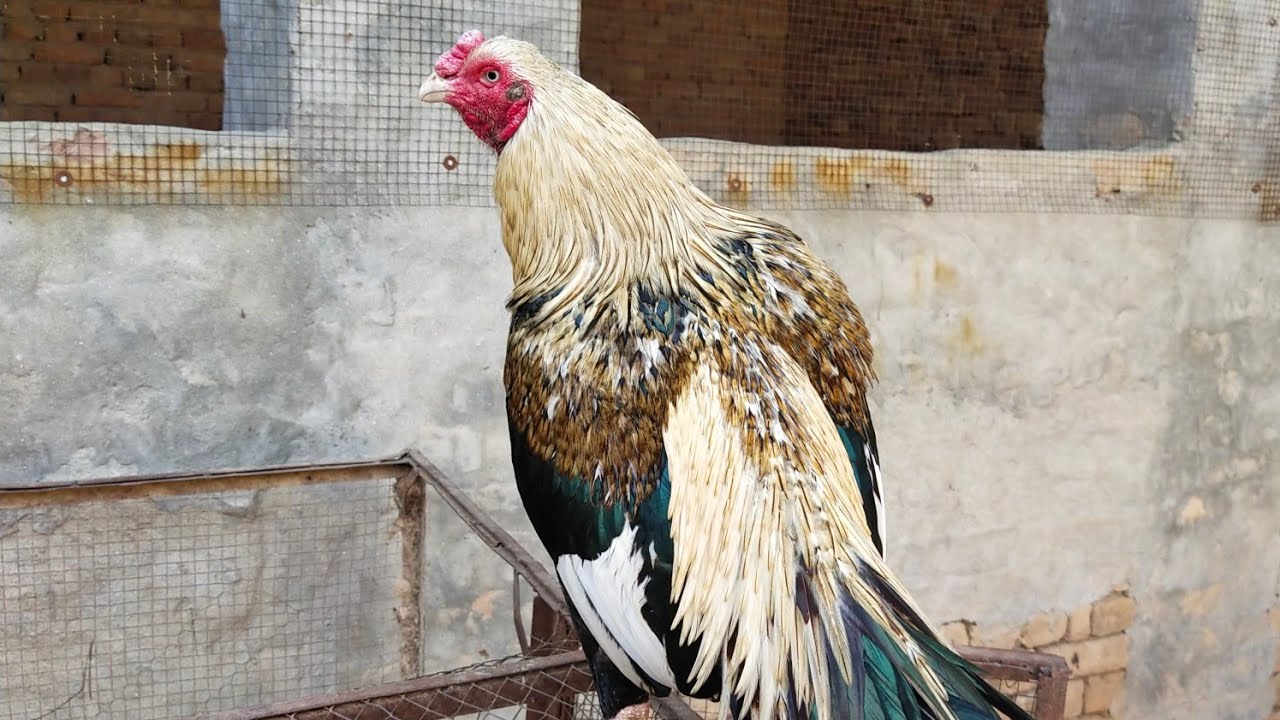 Aseel Murghon Main Sabsy Best Aseel Konsay Hen
