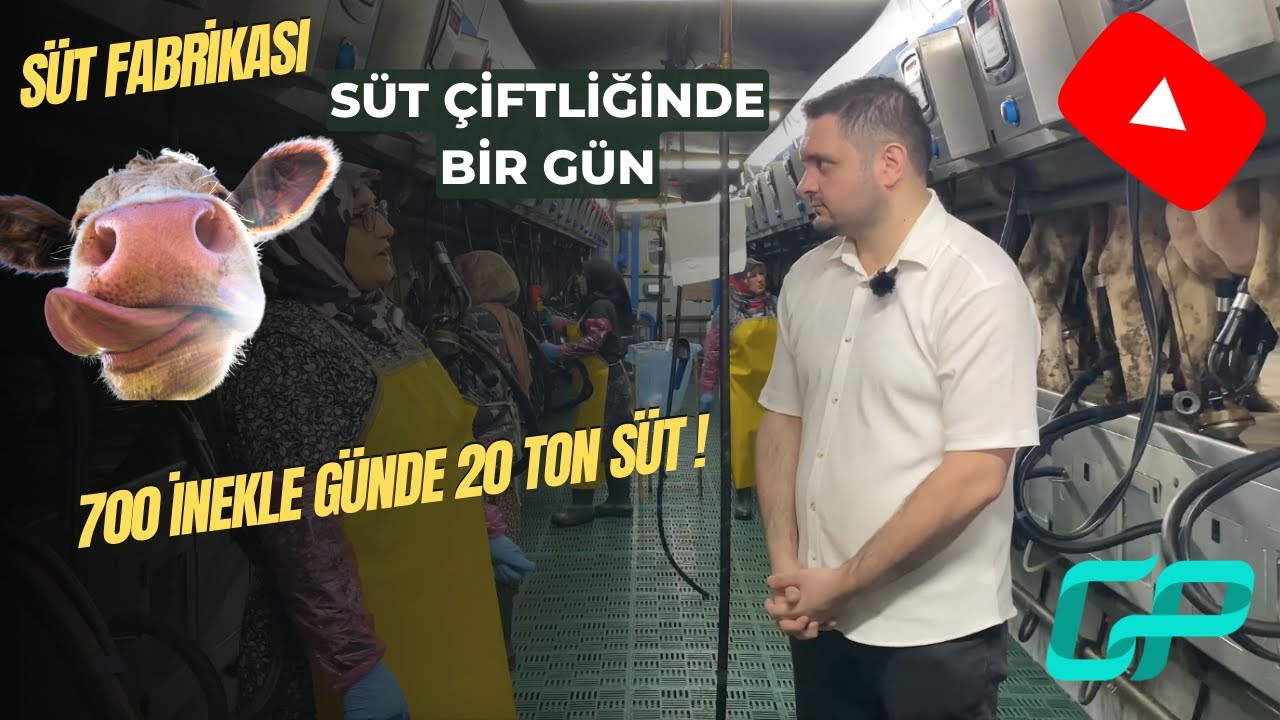 İNANILMAZ RAKAMLAR: GÜNDE 700 İNEKTEN 20 TON SÜT ELDE EDİLİYOR!