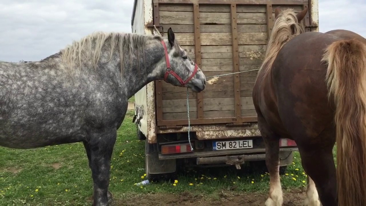 Târg de cai Sighetu-Marmatiei,Maramures1.05.2017
