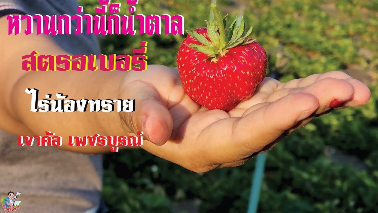 หวานกว่านี้ก็น้ำตาล สตรอเบอรี่ #เขาค้อ #เพชรบูรณ์ #สตรอเบอรี่