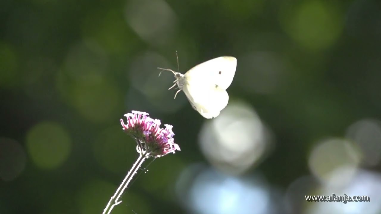 Vlinders en andere insecten in slow motion - 6