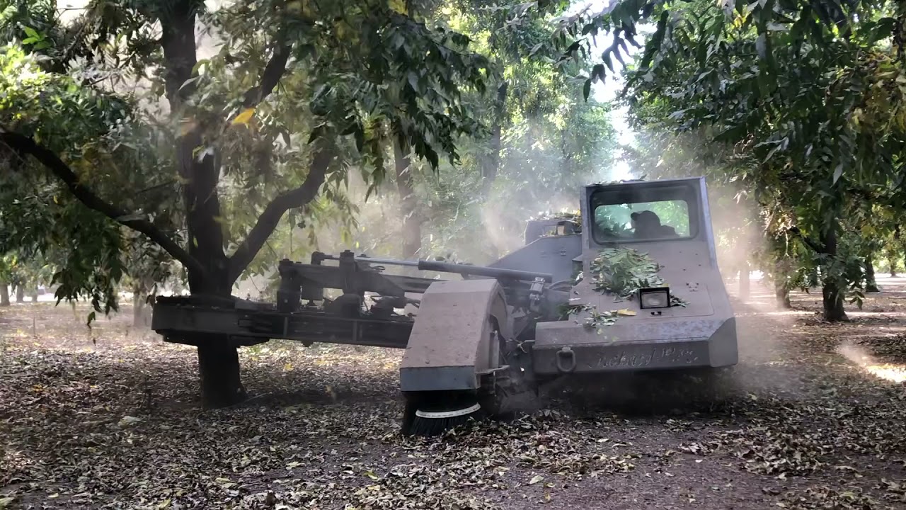 NorCal Pecan Harvesting Step 1: Tree shaking to drop the green pecans