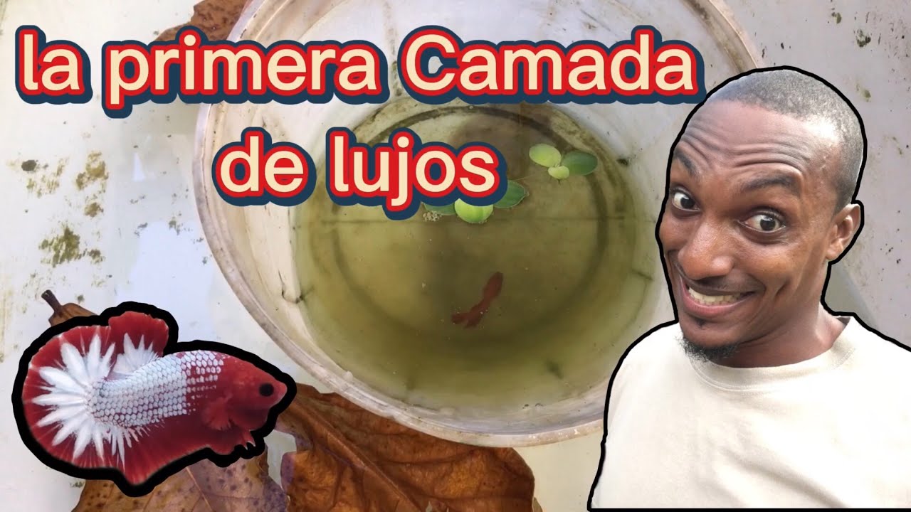 Como liberar crías de lujos súper red