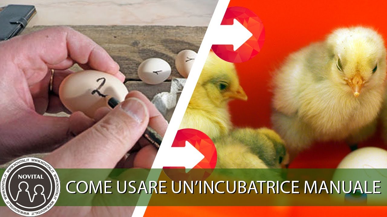 Come usare un'incubatrice in modalità manuale