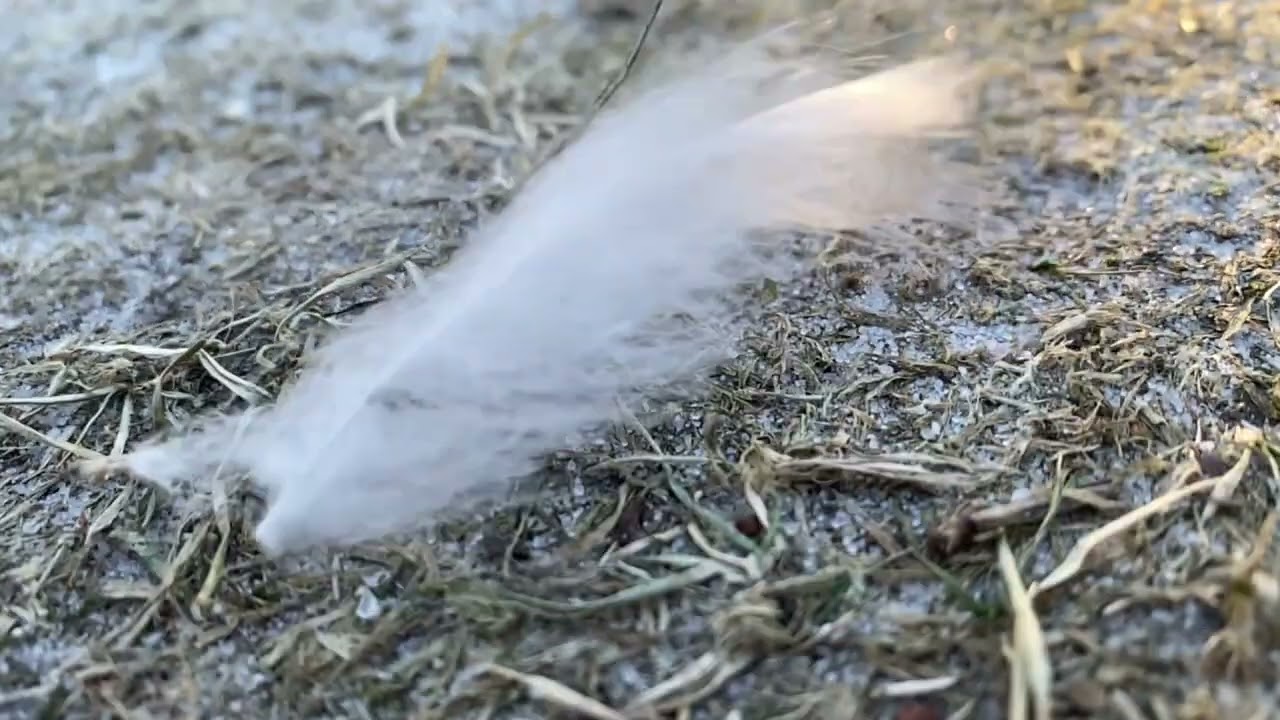 Danish windy winter  walk 