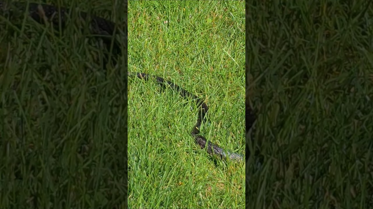 #snake