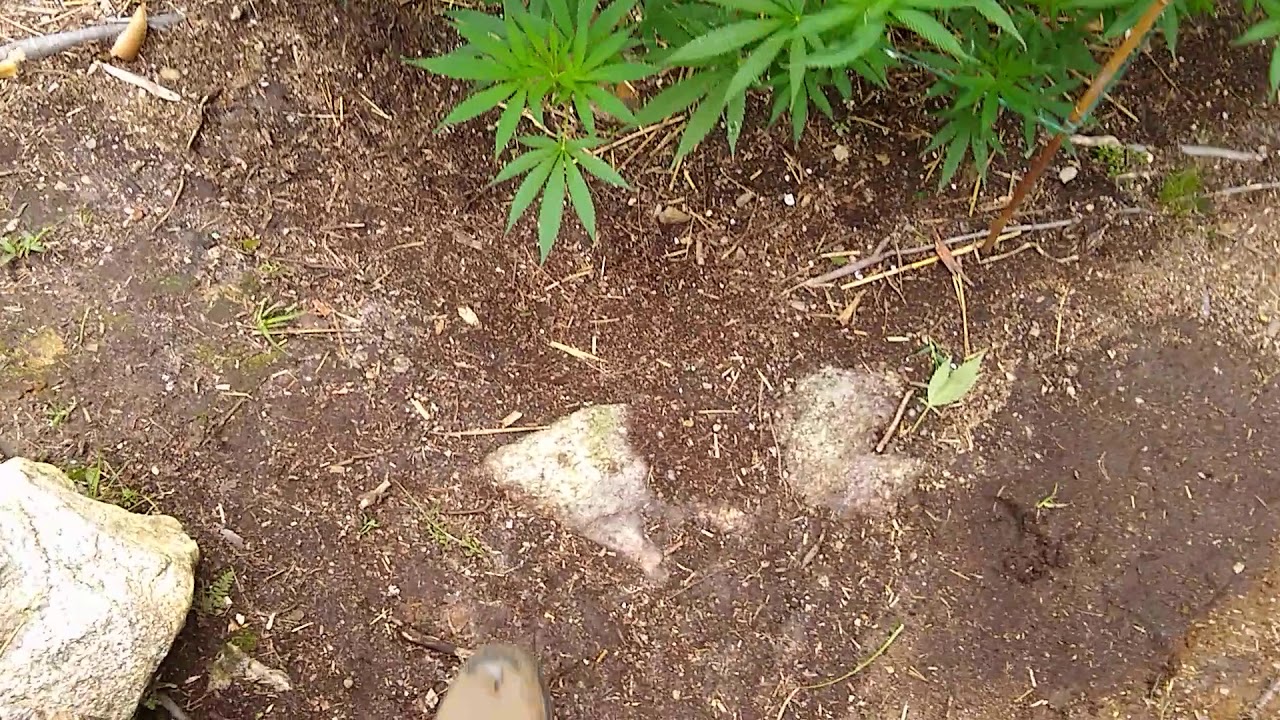 Maine outdoor MMJ update-flowering