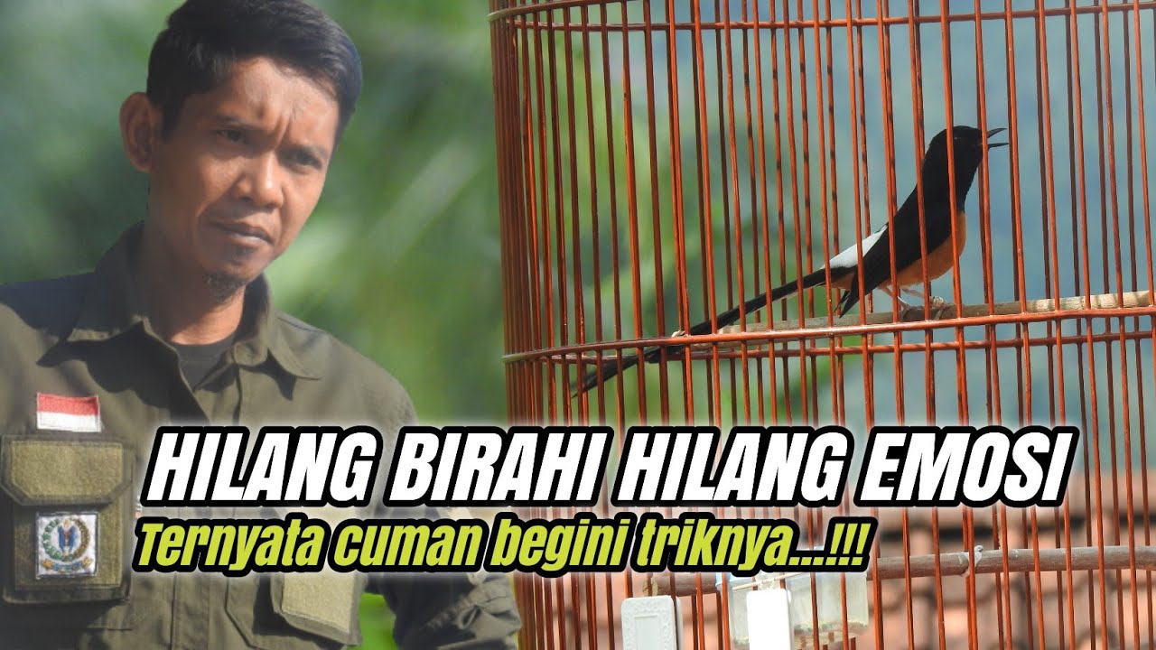 Cara setting Murai hilang birahi hilang emosi‼️