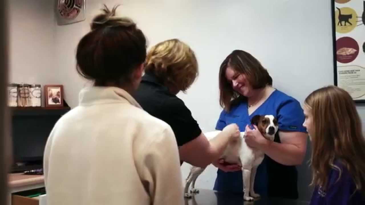 Creekside Animal Hospital - Short | Lafayette, IN