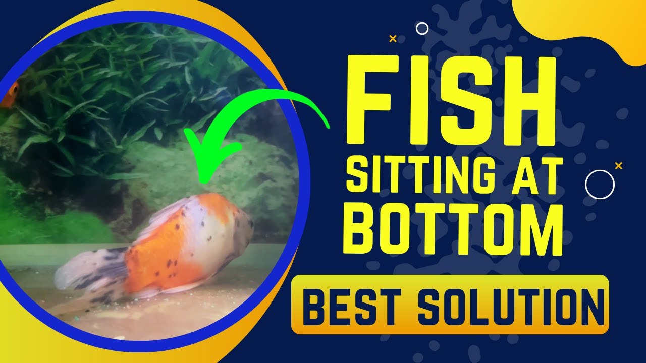 Fish Sitting At The Bottom Of the Tank || Fish Not Moving - Blue Aquatics