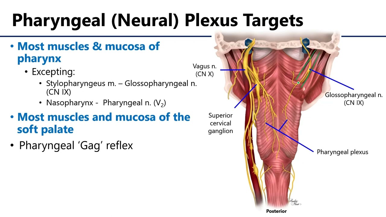 Цели изучения анатомии глоточного сплетения LO8 - M1