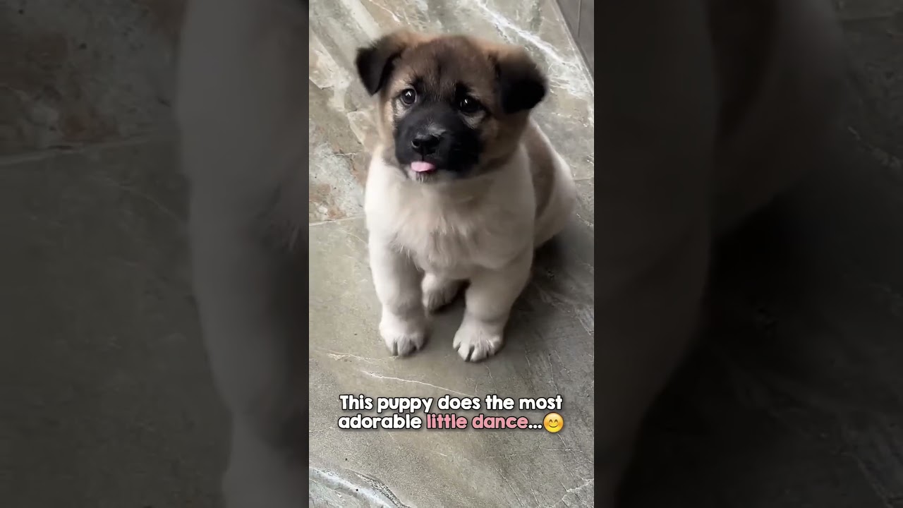 A puffy puppy 