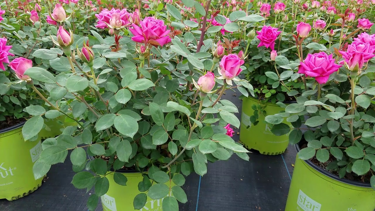 Rose Pink Double Knockout